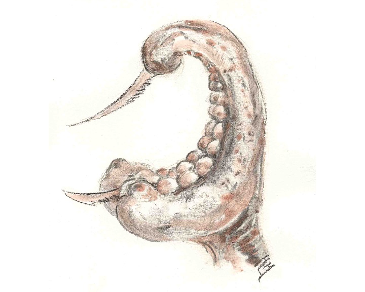 dragon1